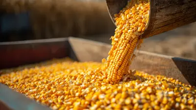 Understanding the Role of Sheller Corn in Modern Agriculture